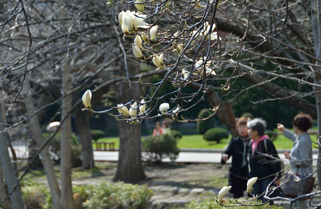 長閑な一時　白い辛夷