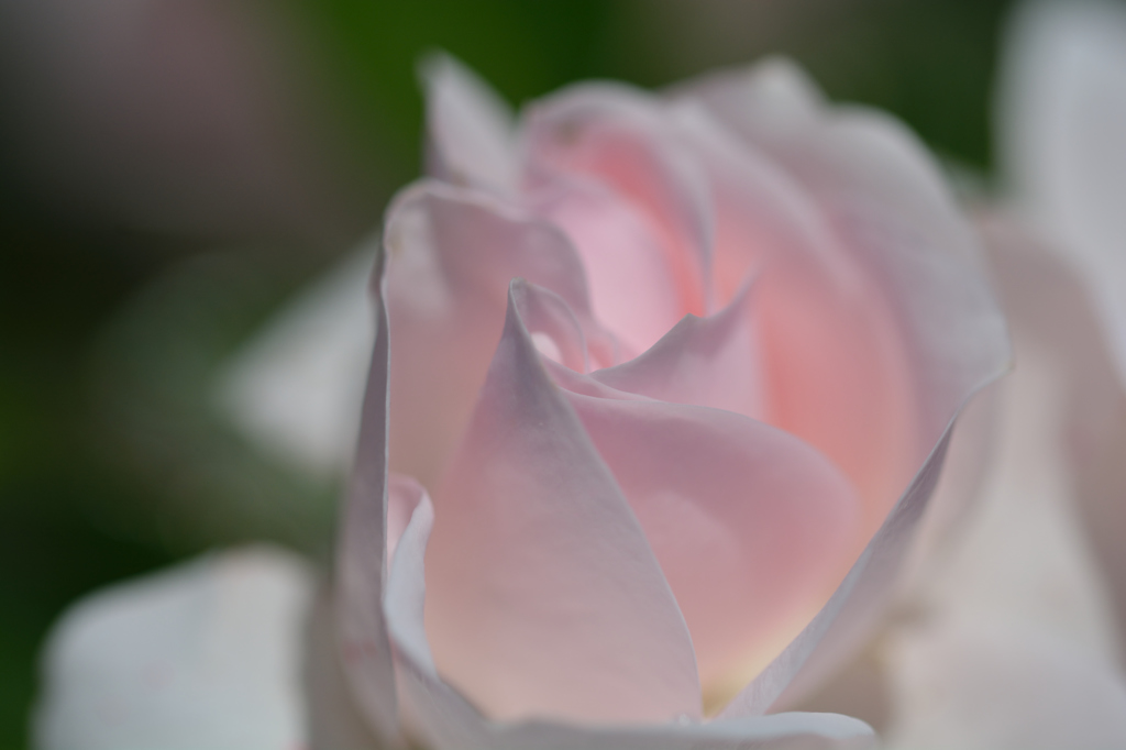 ふらり散歩　岩見沢薔薇園　アスピリンローズ　１