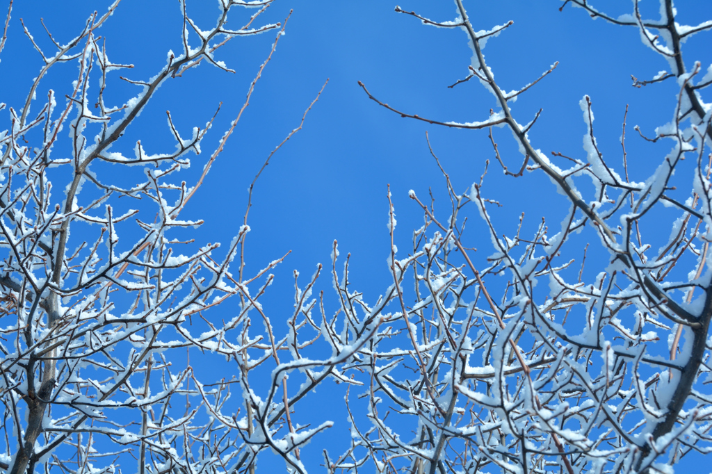 ふらり散歩　雪の桜