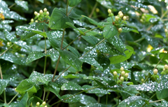 ふらり散歩　一雨の名残