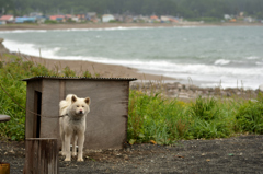 ぷらっと旅　浜の秋田犬