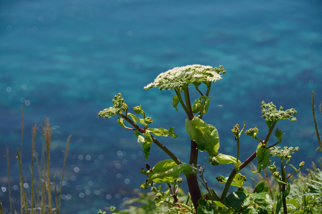 ぷらっと旅　神威岬の花たち　エゾノシシウド　２