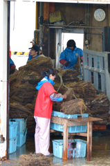 ぷらっと旅　サロマ湖　栄浦漁港の朝　もくもくと