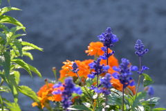 ふらり散歩 町内会の花壇