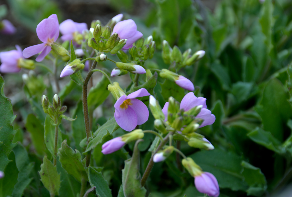 ふらり散歩　道端のお花たち　１