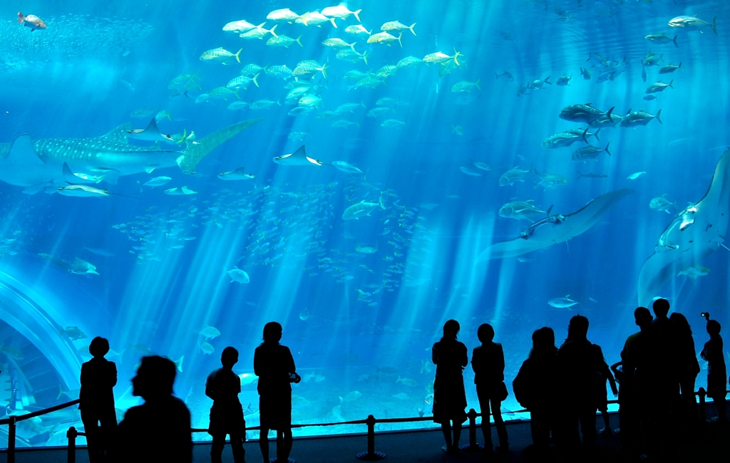 8年前の沖縄　美ら海水族館