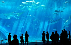 8年前の沖縄　美ら海水族館