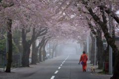 ぷらっと旅　函館　松陰町桜並木　２