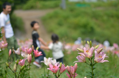 ふらり散歩　お花を楽しむ　春香山ゆり園　２