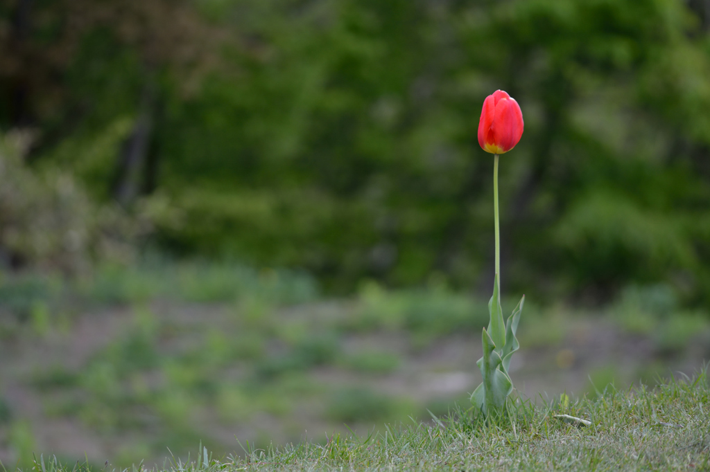 「 Stand Alone 」