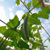 奥さんのお庭　菜園「猫の額」　青空に胡瓜