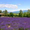 蔵出　去年のラベンダー　Blue-Sky