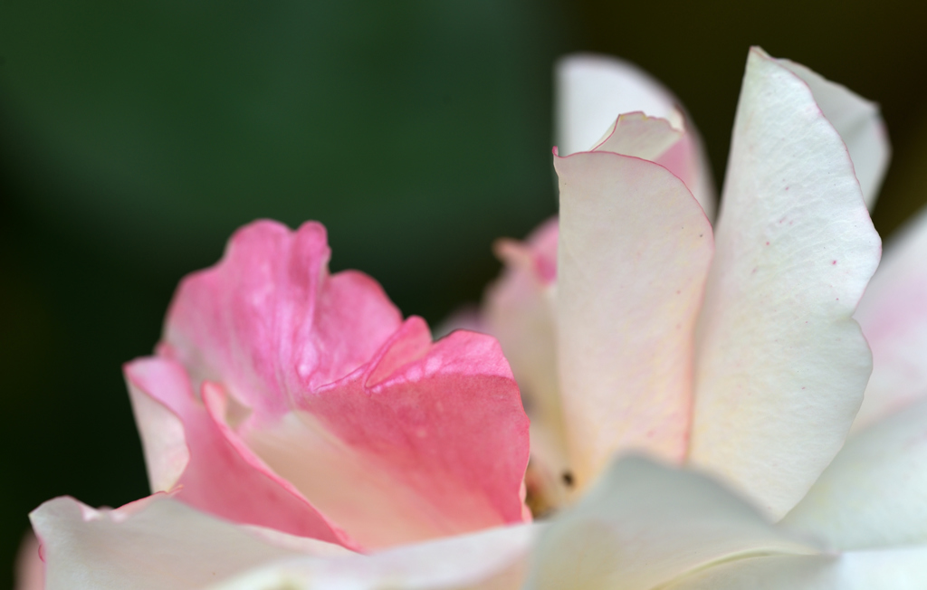 奥さんのお庭　変貌