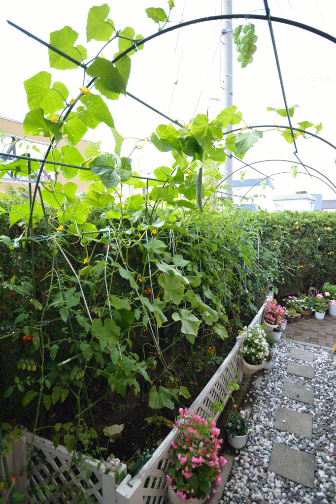 奥さんのお庭　菜園「猫の額」　全景
