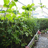 奥さんのお庭　菜園「猫の額」　全景