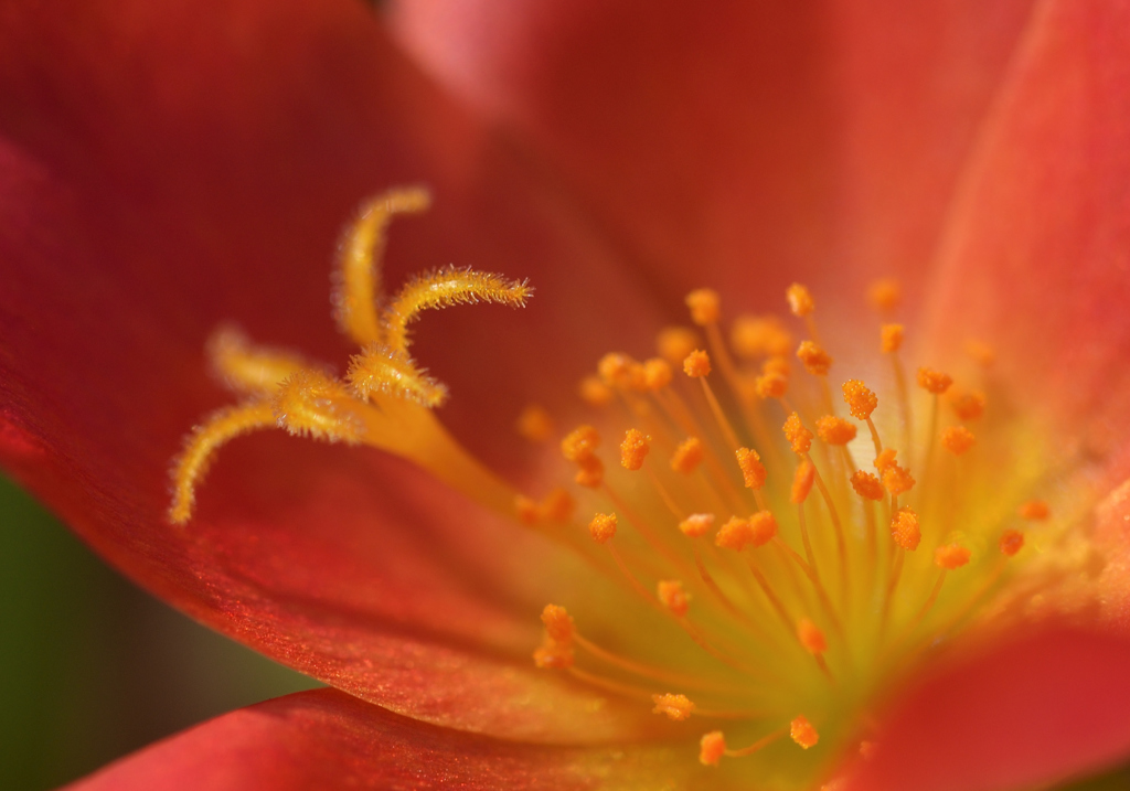 奥さんのお庭　花火