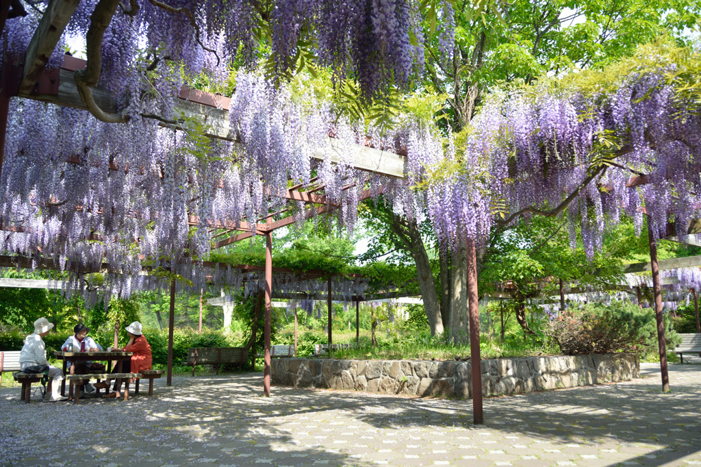 ふらり散歩　百合が原公園　藤棚の下で　１