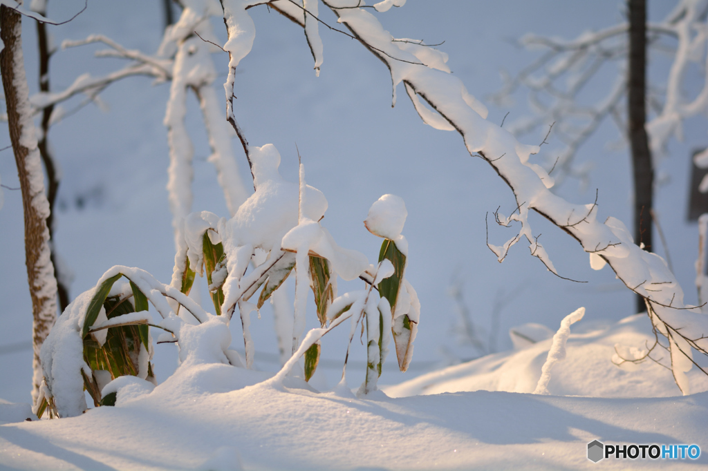 ふらり散歩　名残り雪