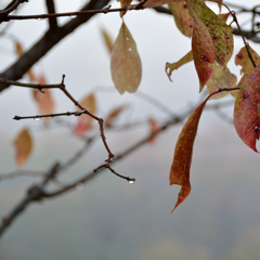 ぷらっと旅　朝露と紅葉