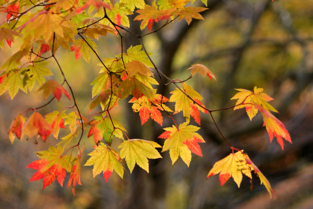 ふらり散歩　身近な紅葉