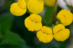 ふらり散歩　マクロ遊び　道端の花たち（黄ダルマ）「巾着草」