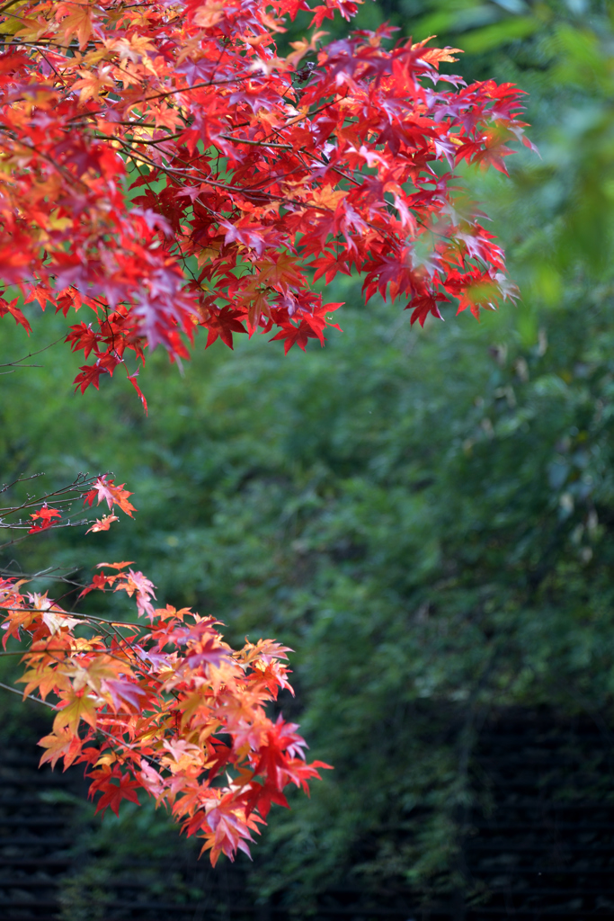 ぷらっと旅　週末の紅葉