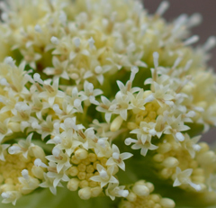 ふらり散歩　フキノトウの花弁