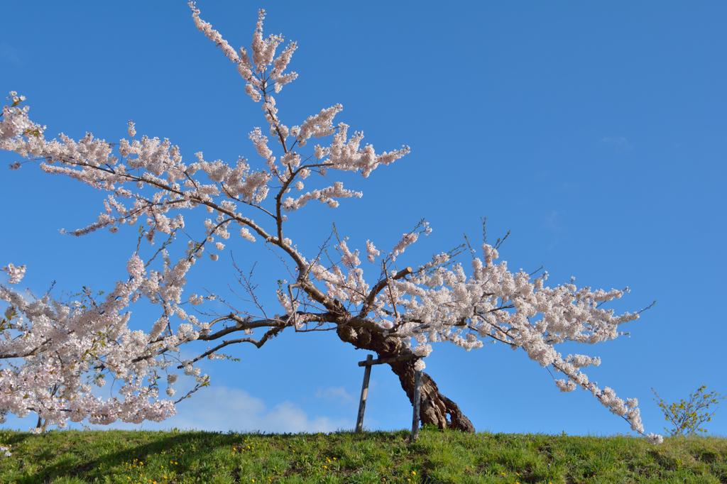 ぷらっと旅　老い桜