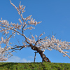 ぷらっと旅　老い桜