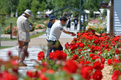 ふらり散歩　お花を楽しむ　岩見沢薔薇園