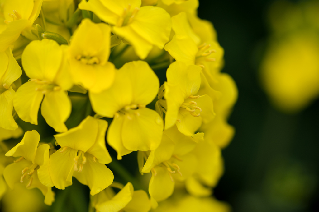 ふらり散歩　マクロ遊び　滝川　菜の花