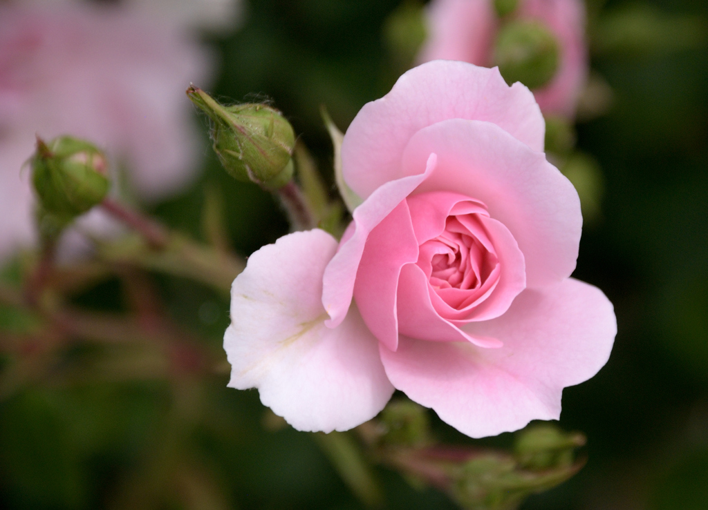 蔵出　岩見沢薔薇センター