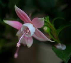 義母の花　可憐 （ホクシア:Fuchsia）
