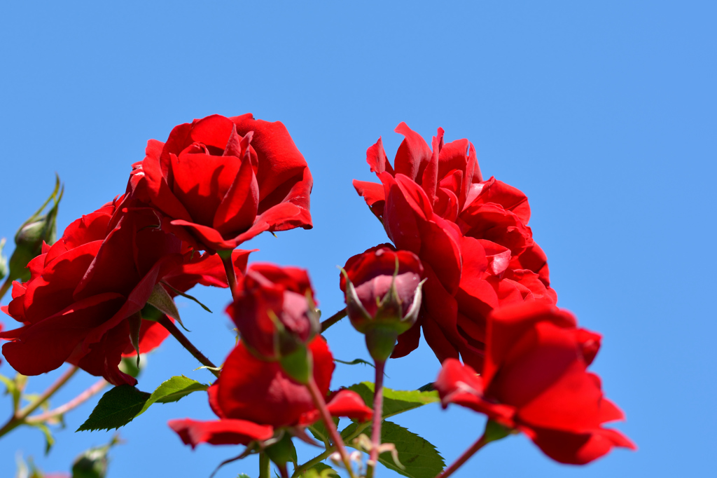 ふらり散歩　岩見沢薔薇園　紅の蔓薔薇「スーパーエクセルサ」