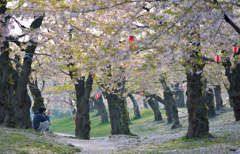 ぷらっと旅　函館　桜と和む　１