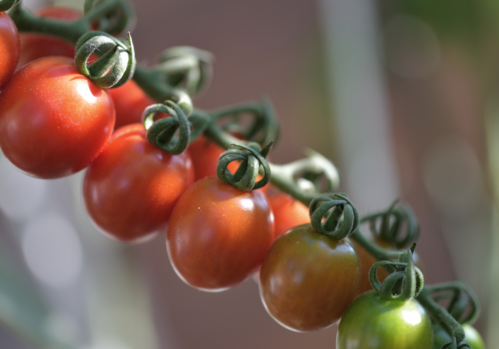 奥さんのお庭　TOMATO　壱の１