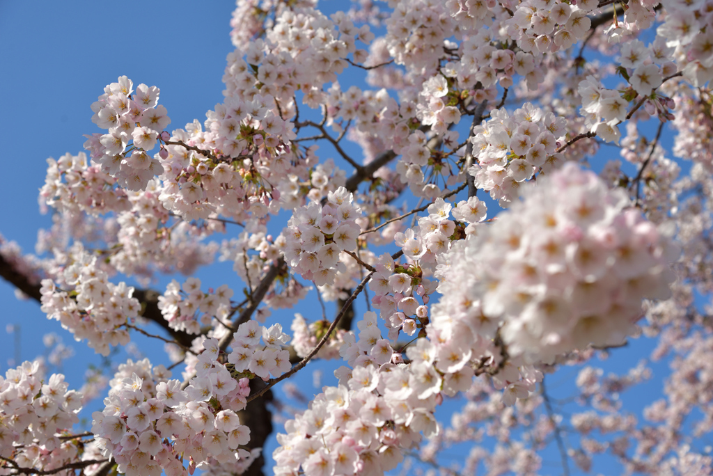 ぷらっと旅　桜房