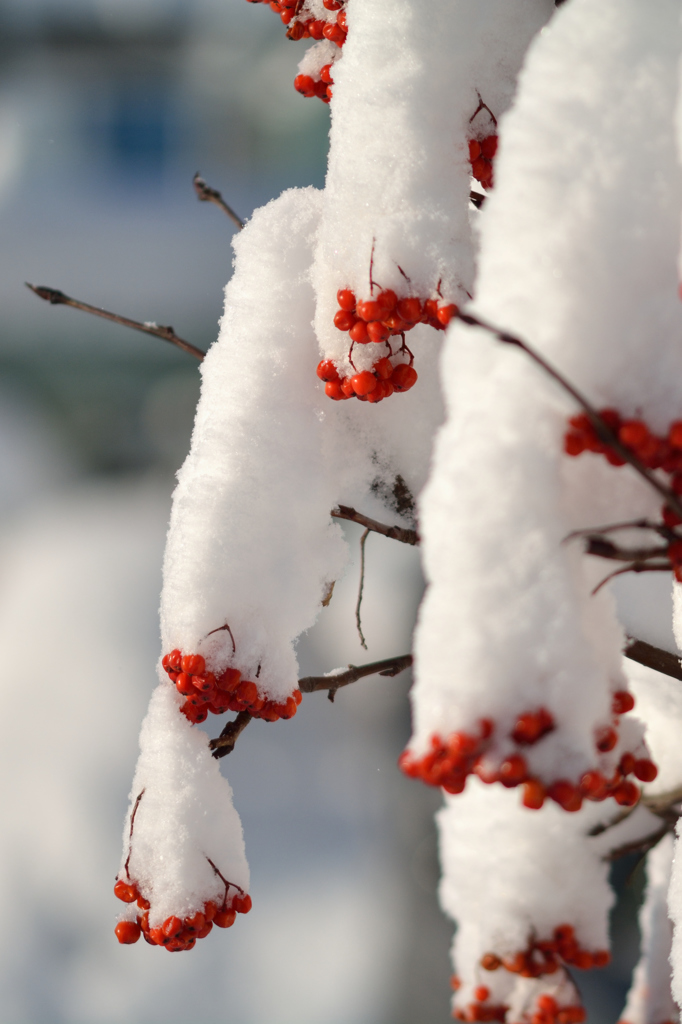 ふらり散歩　深雪ナナカマド