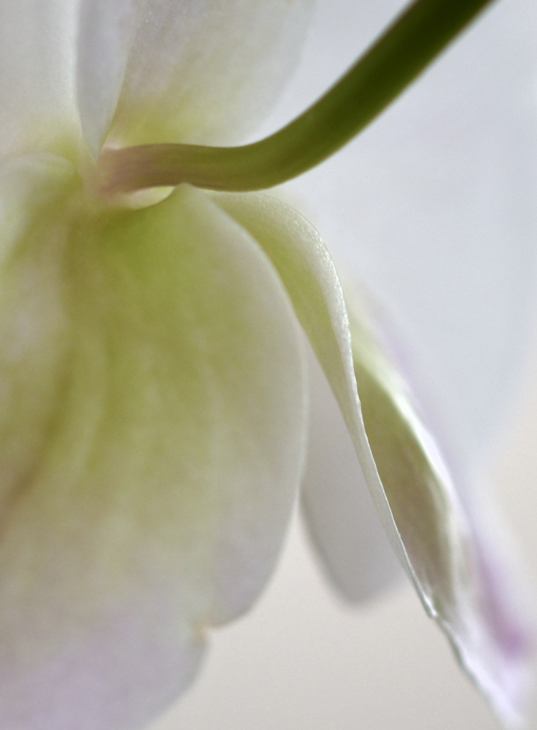 奥さんのお庭　Back Schoen