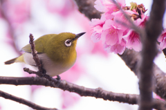 めじろん