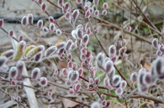 DS20150308 6