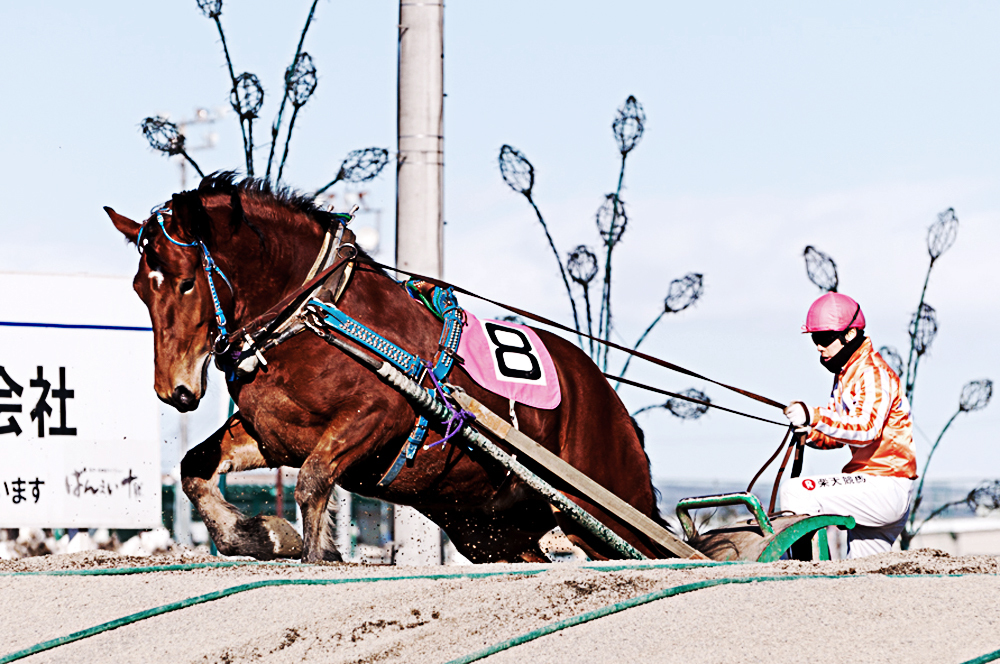 ばんえい競馬