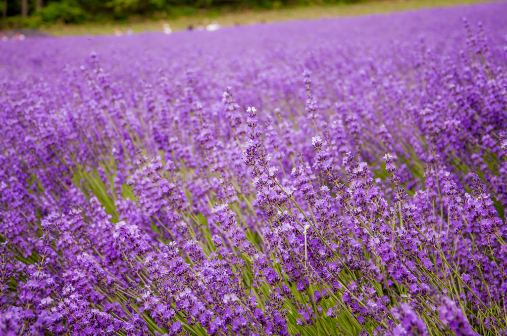 The purple sea