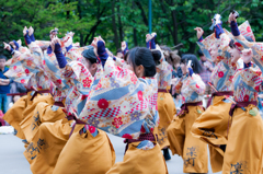 2015 YOSAKOIソーラン祭