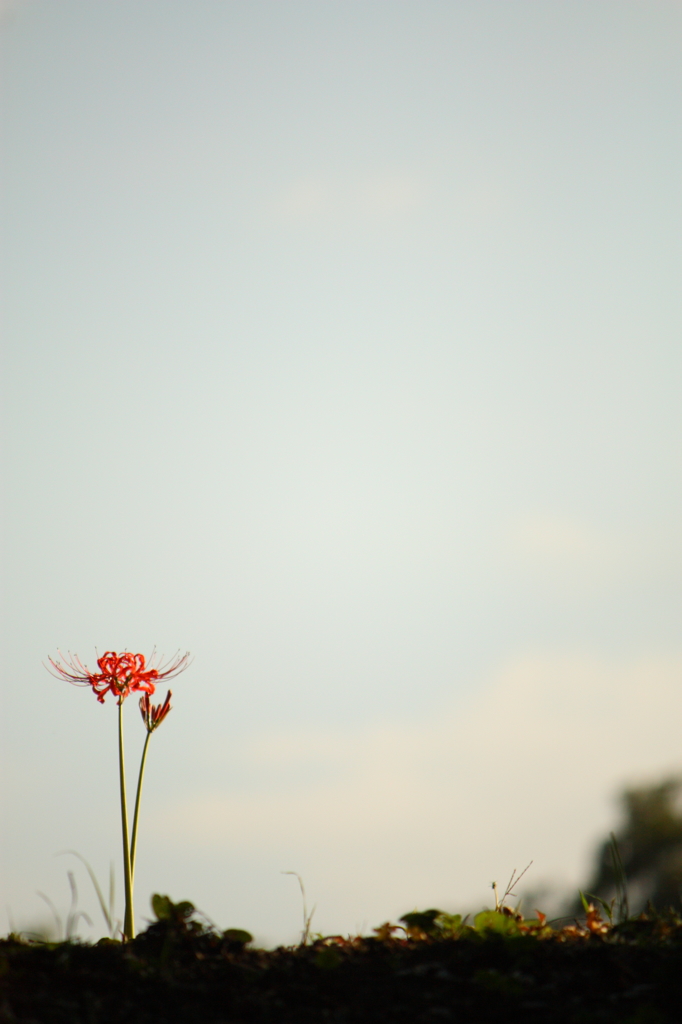 そこに咲く花