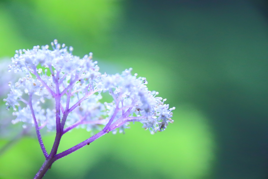 小紫陽花