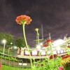 駅前の密かなアイドル