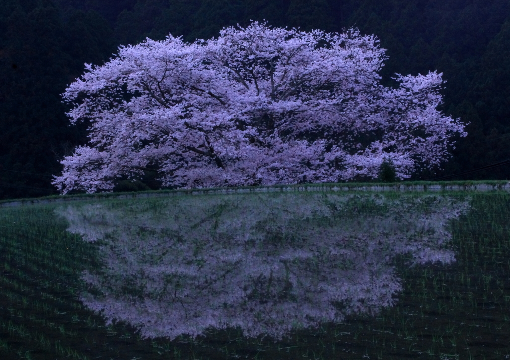 月明かりに照らされて