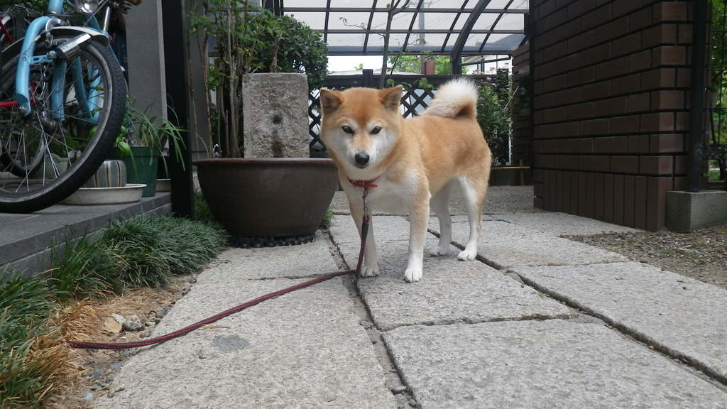 IMGP0561