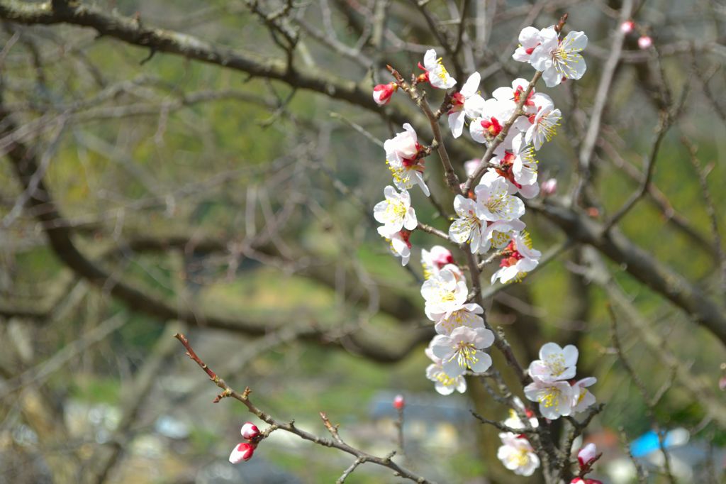 梅の花